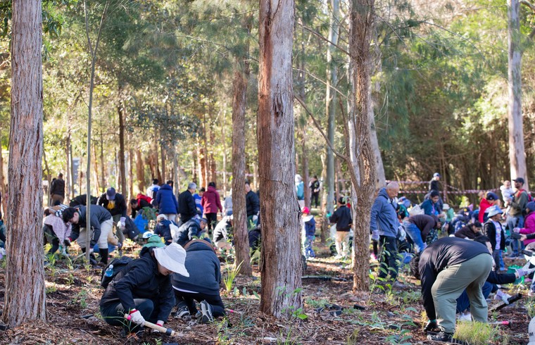 Australia National Tree Day Nsw Group