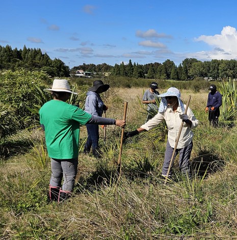 New Zealand Tree Restoration Hamilton 24 March 2024 2