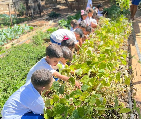 Brazil Sss Goias Garden Harvesting 02