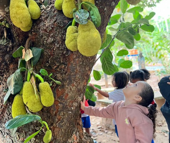 Brazil Sss Goias Jackfruit Tree Nature Study 01