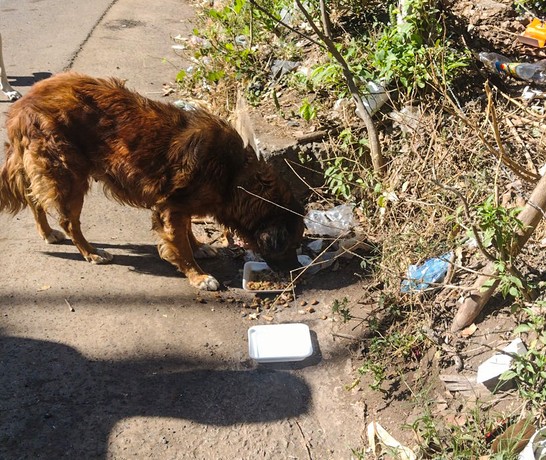 El Salvador Animal Care 02