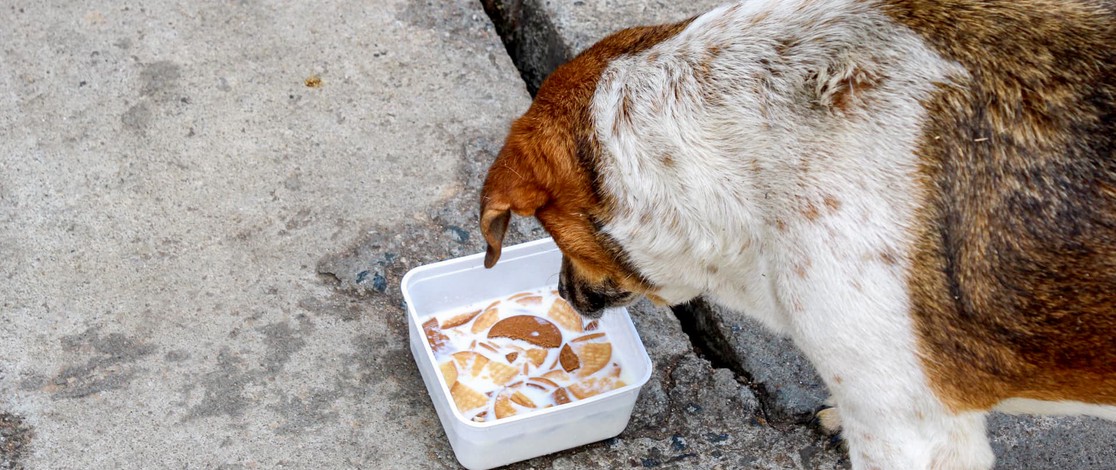 Sri Lanka Stray Dogs 01