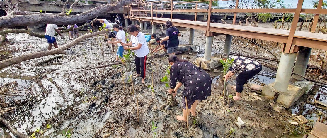 Thailand Mangrove 01