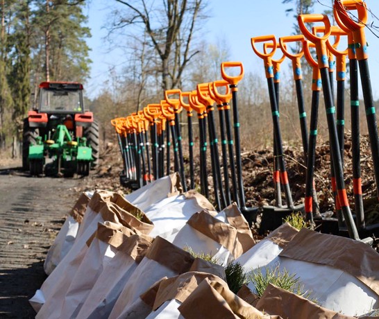Poland Tree Planting 02